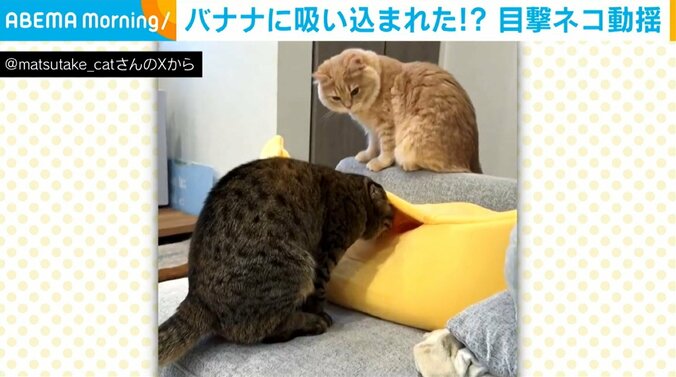 まつたけちゃん（4歳）、てんぷらくん（0歳）