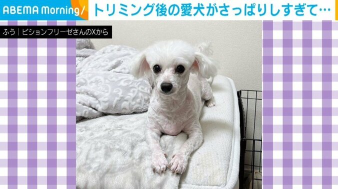 ビションフリーゼのふうちゃん