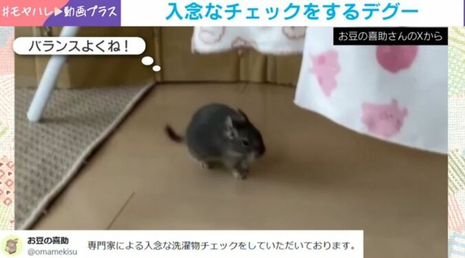 デグーの喜助くん