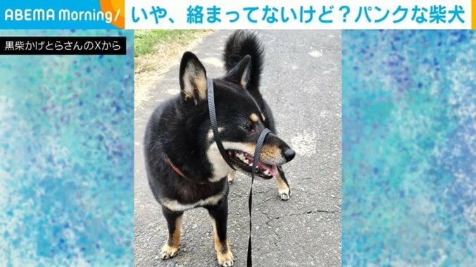 リードが絡まったかげとらくん