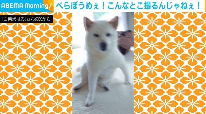 白柴犬のはるちゃん