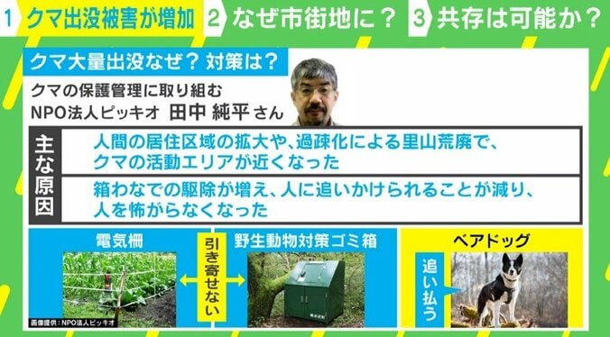 「親子で車を追いかけるクマも」人間の生活エリアで相次ぐ「遭遇被害」 なぜ“人の怖さ”を忘れたのか 4枚目