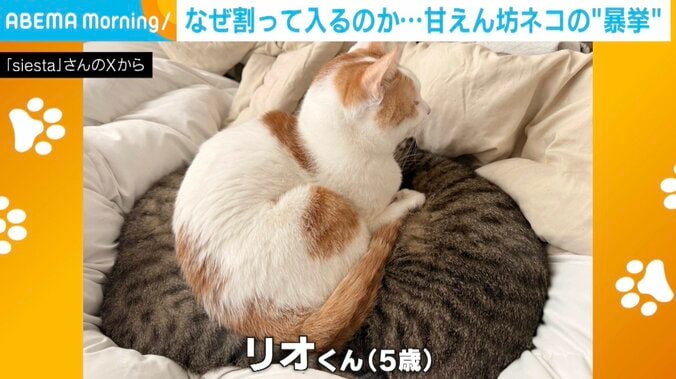 3匹の猫