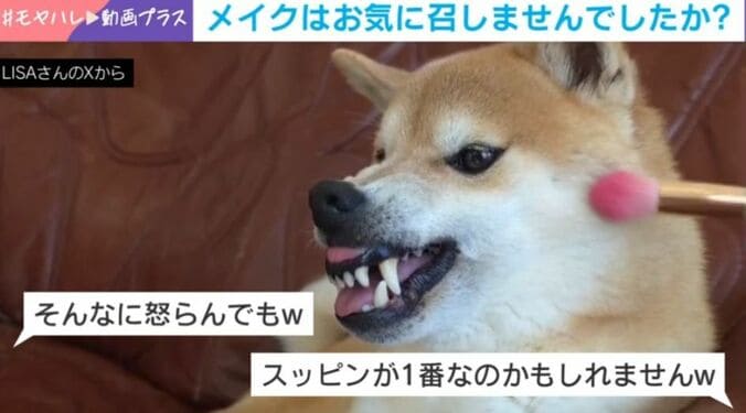 柴犬・おみつくん