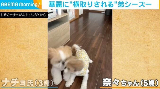 シーズー 「ナチョ氏」