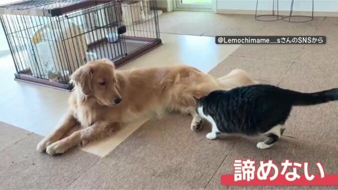 足の裏は諦めないニャン