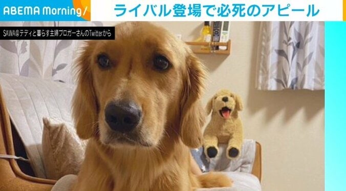 普段のニコニコ顔が一変… 自分に似たぬいぐるみに“嫉妬する”犬 同じポーズで対抗する姿が話題「私のほうが可愛い！」 1枚目