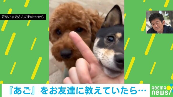 友達の“あごのせチャレンジ”中に珍事 豆柴の“あざと可愛い”行動に「講師乱入（笑）」「最高にかわいい」爆笑と称賛の声