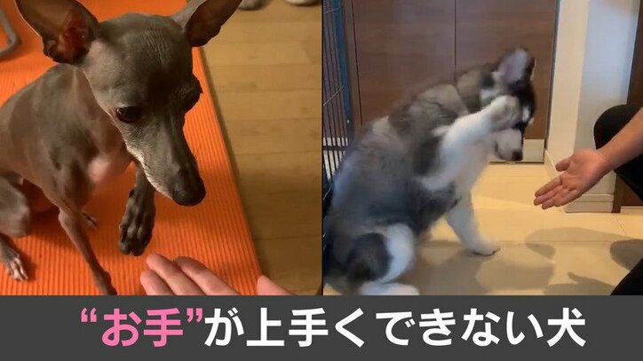 おバカっぽくて可愛い 子犬が見せる天真爛漫な お手 が話題 芸能 Abema Times