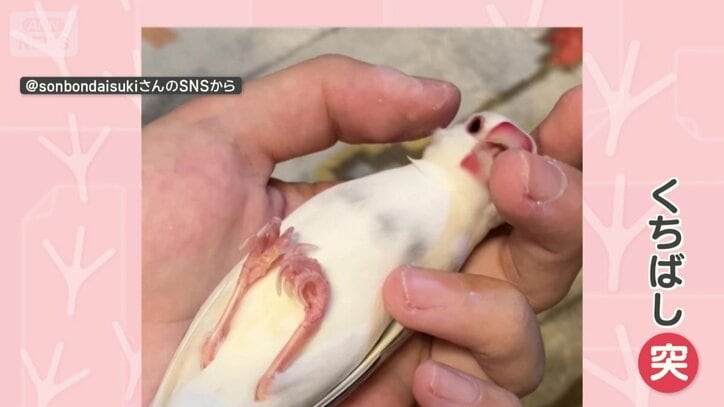 手を止めるとつつく