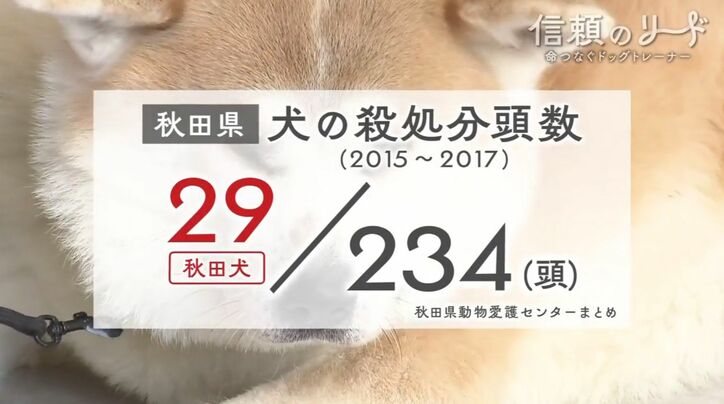 秋田県 犬の殺処分頭数(2015〜2017)