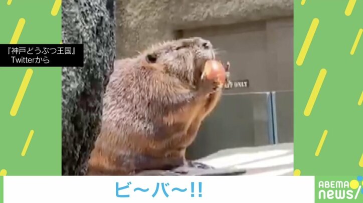 「リンゴのCM来るかも」“いい顔”すぎるビーバーのお食事姿に反響