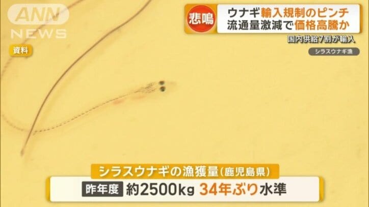 「シラスウナギが大豊漁」