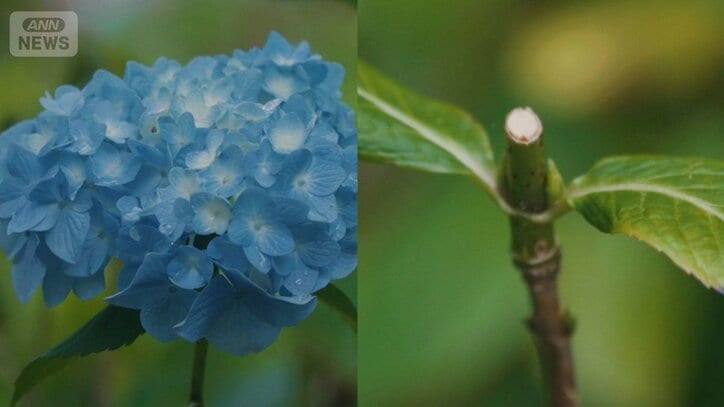 名所アジサイが“バッサリ”誰が 京都「三千院」被害 ほかにも