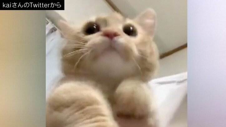 たぶん何かインストール中」 目を開けてあお向けで固まる猫に反響 