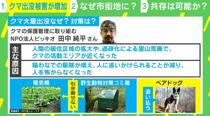 「親子で車を追いかけるクマも」人間の生活エリアで相次ぐ「遭遇被害」 なぜ“人の怖さ”を忘れたのか