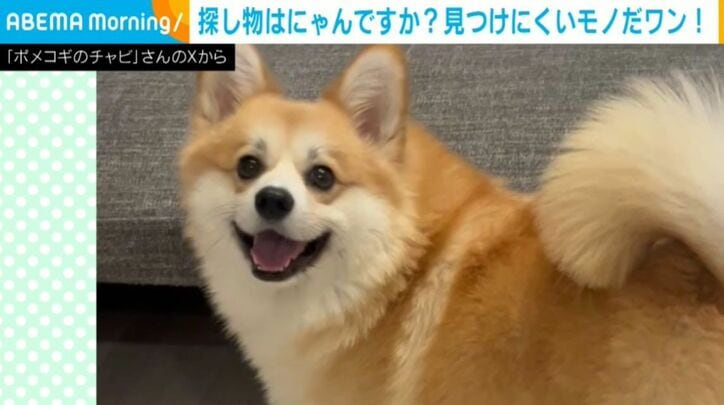 チャビちゃん