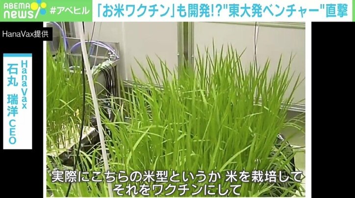 “鼻から接種”するコロナワクチンに“お米ワクチン”開発 東大発ベンチャーのHanaVax・石丸CEOを直撃