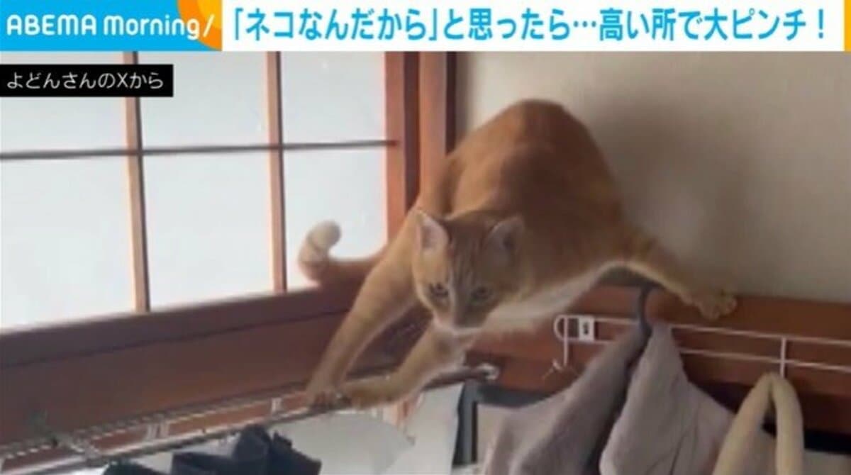体重6kgの猫が高い所で“大ピンチ”！カーテンレールの上で戸惑う様子に