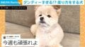ソファで足組み!? 人間のように“ダンディなくつろぎ”を見せるビビり犬のギャップに「奇跡の一枚」「考える犬」「本当にかわいい」など反響