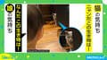 「お前は誰ニャ…?」猫と娘の“遭遇”が可愛すぎ! 投稿主「独特の緊張感あった」