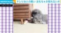 テレビ台との戦い…おもちゃが取れない犬に「頭が入らないなら後ろ足をつかってみて！」「惜しい！あとちょっと！」など応援の声多数