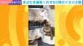 まばたき厳禁の2秒間!? “おそろしく速いガブリ”の瞬間とのんびり猫の“困惑”ぶりに「瞬発力にビックリ」「お見事」など反響