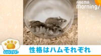 【映像】3匹のハムスターがランニングマシンを“奪い合い”