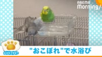 【映像】“おこぼれ浴び”で横着して怒られるインコ