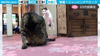 【映像】子猫が披露した驚異的なジャンプ