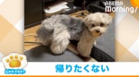 【映像】 “露骨に”テンションを下げる犬