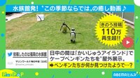 ペンギンが夢中で走る“手足パタパタ”動画に癒される人続出
