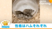 【映像】3匹のハムスターがランニングマシンを“奪い合い”