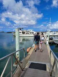 小原正子『ドルフィンウォッチング⭐』