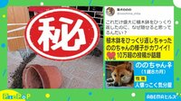 【映像】植木鉢をひっくり返した犬が取った行動