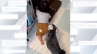 【映像】赤ちゃんの脱走をくい止める犬