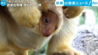 話題の動画ニュース - “キノボリカンガルー” 絶滅危惧種 赤ちゃん公開(13日配信) | 動画視聴は【Abemaビデオ(AbemaTV)】