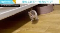 ベッドの下から飛び出し“全力ダイブ” 保護猫の愛情表現