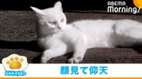 【映像】くつろいでいた猫→飛び起きて警戒態勢になる瞬間
