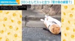 ゴロンとしてスッと立つ…鍛錬を積む猫？ 「何万回でも観れます！」とクセになる人続出