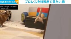 コーギーの“プロレス”を特等席で見たいネコ 一目散に向かう“後ろ姿”に反響