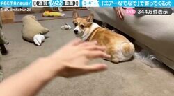飼い主の「エアーなでなで」で駆け寄ってくるコーギーの姿に「撫で撫でしたい！」「これは悶える可愛さ」と反響