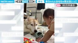 「可愛すぎる」赤ちゃんとシベリアンハスキーの“微笑ましいやり取り”に「この子たち見ながら飯5杯食べれる」「わんちゃんの目優しすぎて泣く」と癒されの声