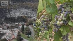 ワイン産地ボルドーのブドウ畑に迫る火の手　フランス山火事　降灰と熱波ですでに打撃