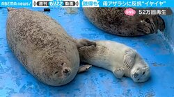 “イヤイヤ期”に苦労する母アザラシに共感殺到 「4年前の私を見ているよう」「人間もアザラシも同じなんだ」