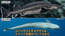 世界にはくっつかないコバンザメがいる？味は知る人ぞ知る絶品？ ナスDが明かす豆知識が衝撃