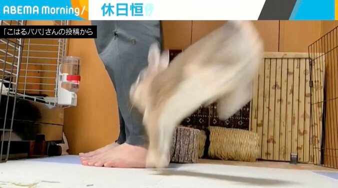 ウサギのこはるちゃん