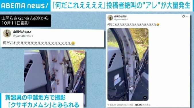 大量のカメムシ
