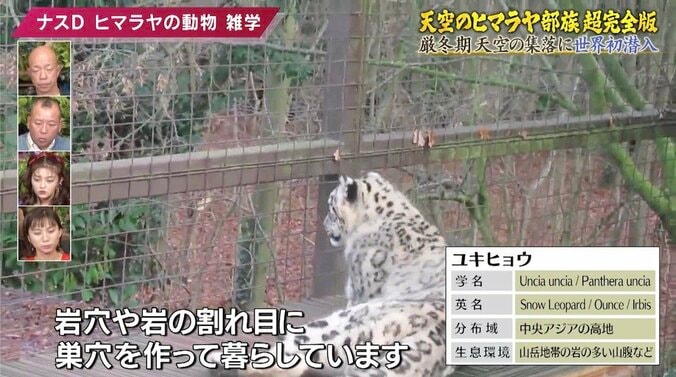 ヒマラヤに生きる絶滅危惧種指定の「幻の動物」とは？ ナスDが解説する高地の動物雑学 4枚目