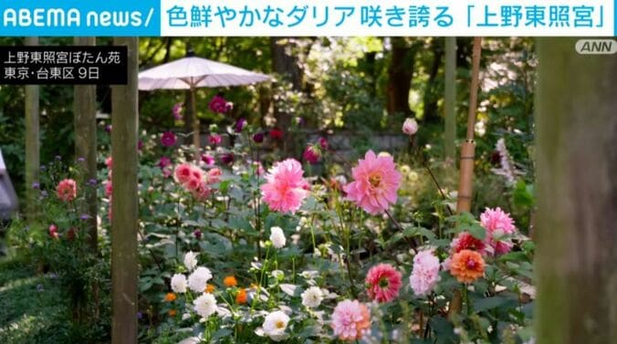 上野東照宮ぼたん苑